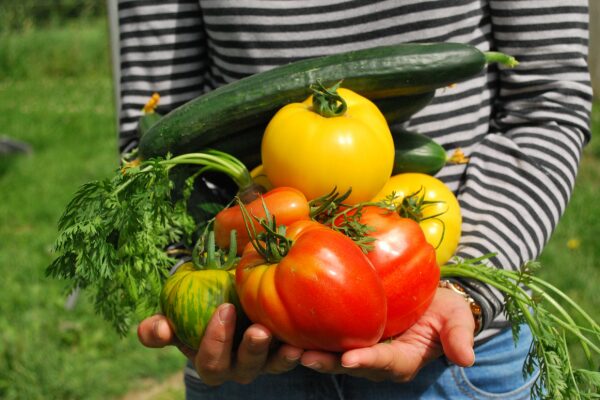 Pessoa segurando colheita de hortaliças frescas, representando as tendências de cultivo em hortas para 2025 com foco em variedade, sustentabilidade e alimentos livres de agrotóxicos.