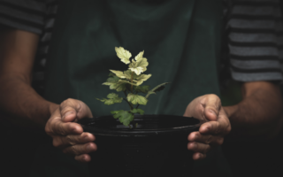 Pessoa segurando um vaso com planta pequena, ilustrando dificuldades de crescimento