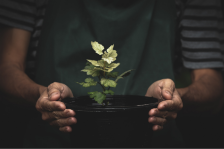 Pessoa segurando um vaso com planta pequena, ilustrando dificuldades de crescimento