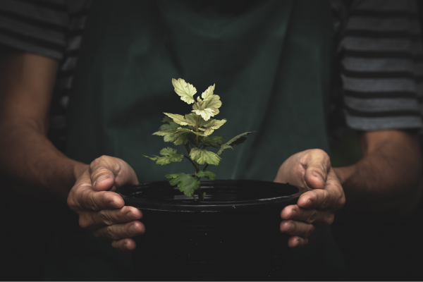 Pessoa segurando um vaso com planta pequena, ilustrando dificuldades de crescimento