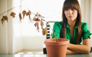 Mulher observando com atenção uma planta seca em vaso, representando cuidado, tentativa de recuperação e conexão com o espaço verde