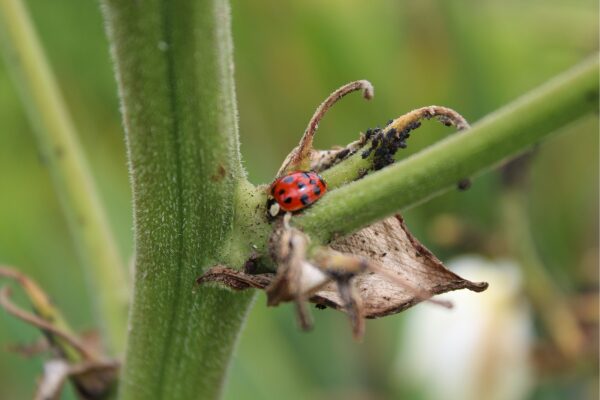 Joaninha se alimentando de pulgões no caule de uma planta, controle natural de pragas